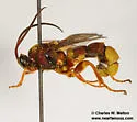Metopius mimicus - photo 3