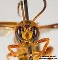 Metopius mimicus - photo 4