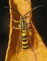 Metopius notatus