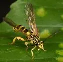 Metopius notatus - photo 2