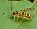 Metopius notatus - photo 4
