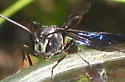 Metopius pollinctorius - photo 4