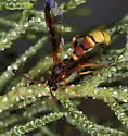 Metopius pulchellus