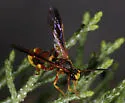 Metopius pulchellus - photo 2