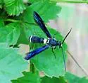 Metopius robustus