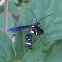 Metopius robustus - photo 2
