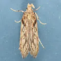 Metopluera potosi - Hodges#2207.5 - Metopleura potosi
