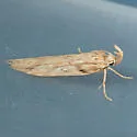 Metopluera potosi - Hodges#2207.5 - photo 3