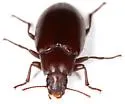 Metopoloba pruinosa - Metopoloba pruinosa