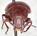 Metopoloba pruinosa - photo 2