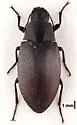 Metopoloba pruinosa - photo 3