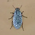 Metopoloba pruinosa - photo 4