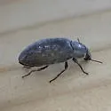 Metopoloba pruinosa - photo 5