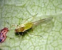 Rose-Grain Aphid