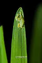 Rose-Grain Aphid - photo 2