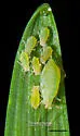 Rose-Grain Aphid - photo 3