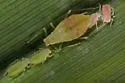 Rose-Grain Aphid - photo 4