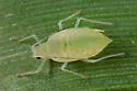 Rose-Grain Aphid - photo 5