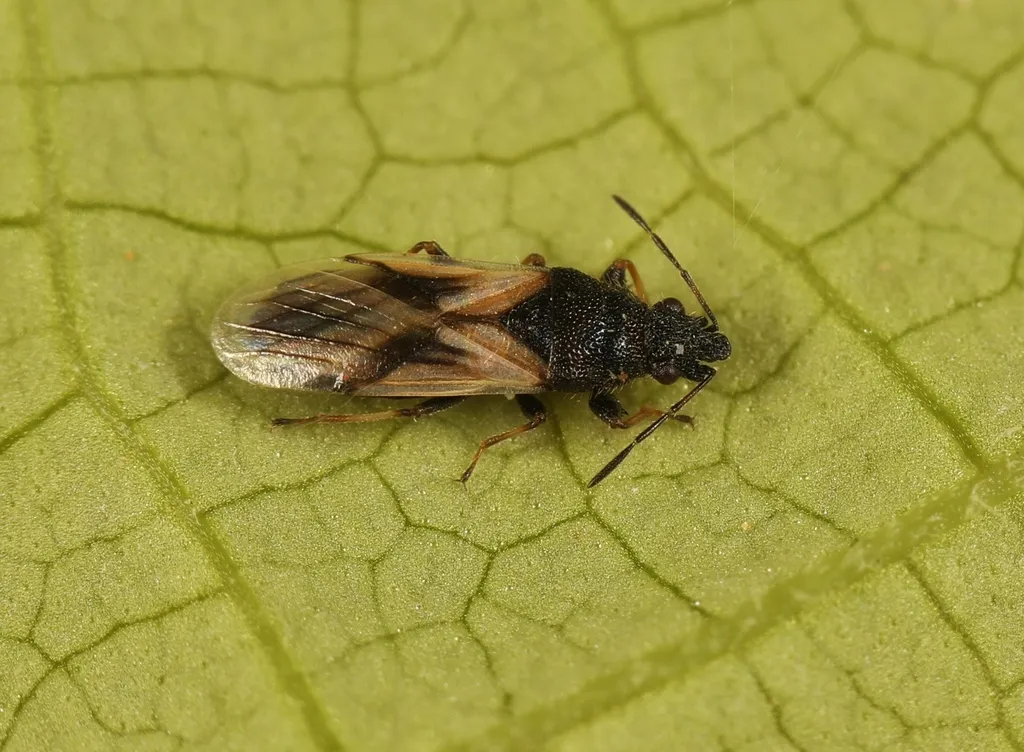 Metopoplax ditomoides - photo 2