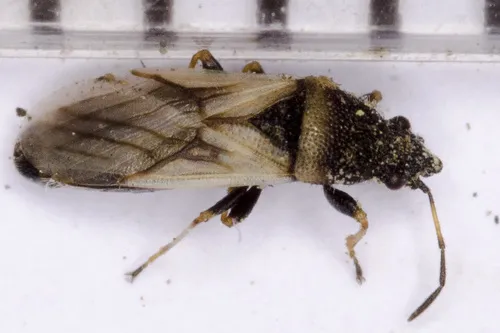 Metopoplax fuscinervis
