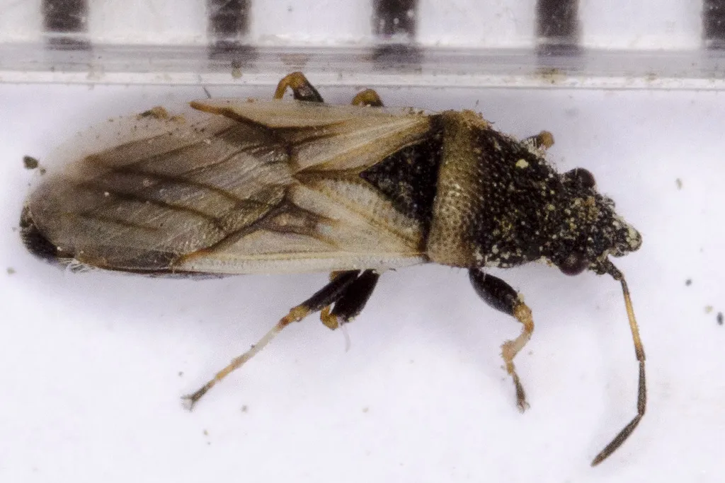 Metopoplax fuscinervis - photo 2