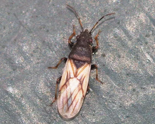 Metopoplax origani