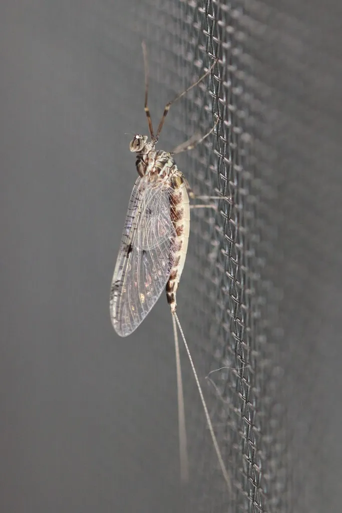 Cleftfooted Minnow Mayflies - photo 2
