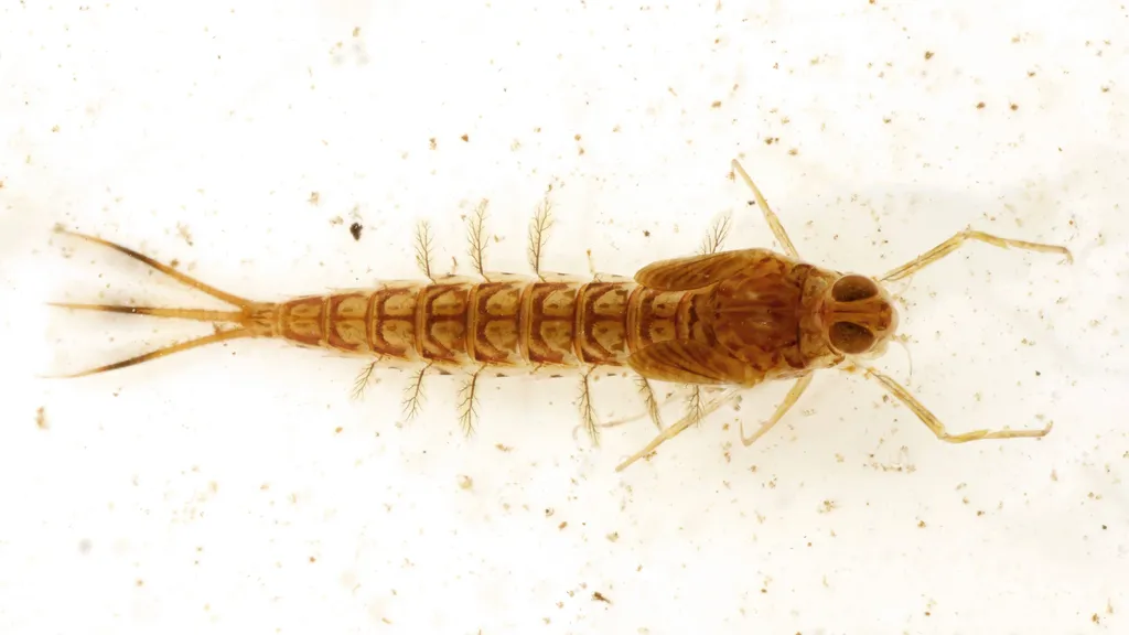 Metretopus borealis