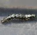 Live Oak Metria Moth - Hodges#8666