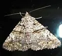 Live Oak Metria Moth - Hodges#8666 - photo 2