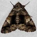 Live Oak Metria Moth - Hodges#8666 - photo 4