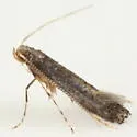 Metriochroa psychotriella - Hodges#0699 - Metriochroa psychotriella