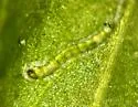 Metriocnemus erythranthei - Metriocnemus erythranthei