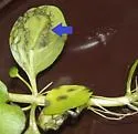 Metriocnemus erythranthei - photo 2