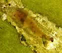Metriocnemus erythranthei - photo 3