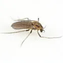 Metriocnemus erythranthei - photo 4
