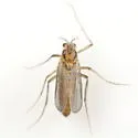 Metriocnemus erythranthei - photo 5