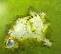 Metriocnemus eurynotus