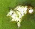 Metriocnemus eurynotus - photo 2