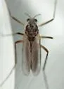 Metriocnemus eurynotus - photo 3