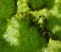 Metriocnemus eurynotus - photo 4