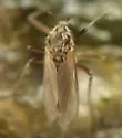 Metriocnemus eurynotus - photo 5