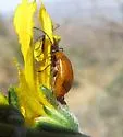 Metrioidea atriceps - Metrioidea atriceps