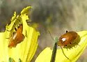 Metrioidea atriceps - photo 2
