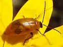 Metrioidea atriceps - photo 3