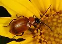 Metrioidea atriceps - photo 4