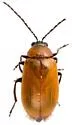 Metrioidea atriceps - photo 5