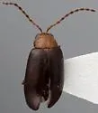 Metrioidea brunnea