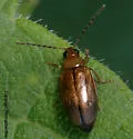 Metrioidea convexa