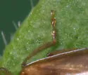 Metrioidea convexa - photo 2